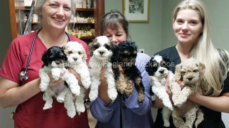 Toy on sale cockapoo breeders